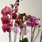 Orchid From Your Kid